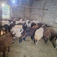 عرضه دام بهداشتی با 25 درصد تخفیف ویژه|حیوانات مزرعه|تهران, نازیآباد|دیوار