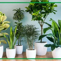 خانه گل و گیاه آپارتمانی آنلاین زرند