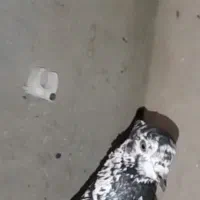 کبوتر گمشده