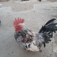 خروس چاپنیز کف خواب