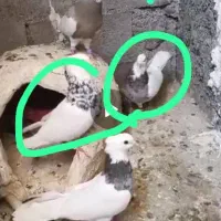 کبوتر طوقی تمیز