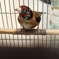 سهره زاغ عتیقه نر و ماده