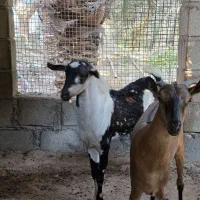 نری پچی|حیوانات مزرعه|درگهان, |دیوار