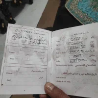 سگ اشپیتز|سگ|کهریزک, |دیوار