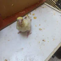 جوجه عروس سرلاکی|پرنده|اهواز, کوی جانبازان(دانش)|دیوار