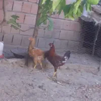 فروش خروس محلی