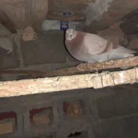 کفترمامله بامرغ محلی رودان