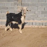 دبر چپش بذری نری