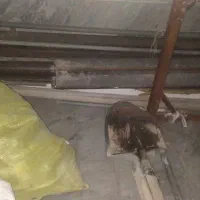 دارقالی|فرش|ساوه, |دیوار