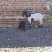 بز زاییده