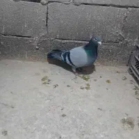 کبوتر مسافتی