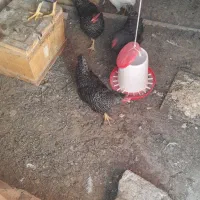 مرغ برا فروش