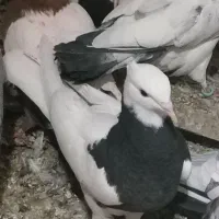 فروش|پرنده|زارچ, |دیوار