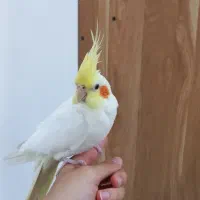 عروس هلندی نر|پرنده|خمین, |دیوار