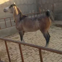 کره اسب نریان|اسب و تجهیزات اسبسواری|سلفچگان, |دیوار