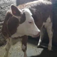 گوساله سیمینتال اصل|حیوانات مزرعه|موچش, |دیوار