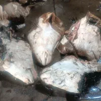 کله و پاچه(چپش و میش)درشت