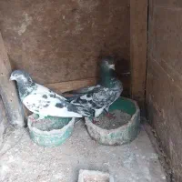 یه جفت کبوتر خارجی دهنجور