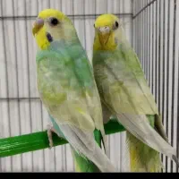 مرغ عشق