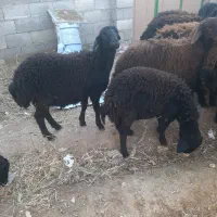 بره نر|حیوانات مزرعه|ماهنشان, |دیوار