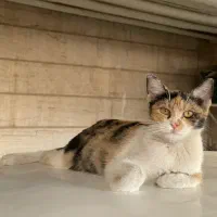 گربه بازیگوش|گربه|زاهدان, |دیوار
