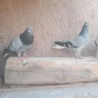 کبوتر همه باهم