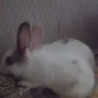 خرگوش سفید سه ماهه از جویبار|موش و خرگوش|آکند, |دیوار