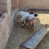بره ماده