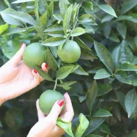زمین-باغی-بحر-اتوبان