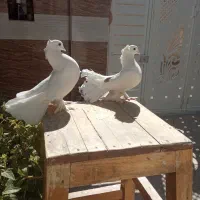 دمچتری با جوجه|پرنده|شهرکرد, |دیوار