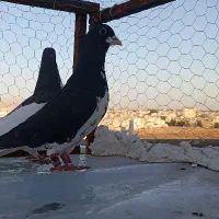 خوشرنگ سیاه نر|پرنده|شیراز, کوشک میدان|دیوار