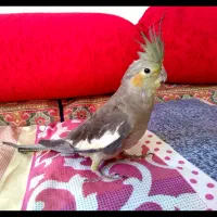 عروس هلندی ماده|پرنده|اسلام‌شهر, شهرک قائمیه|دیوار