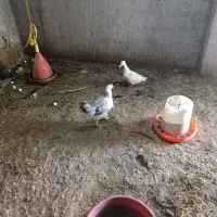 فروش تعدادی مرغ تخمگذار