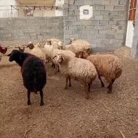 ۵۰۰۰۰۰۰۰۰|حیوانات مزرعه|اسفراین, |دیوار