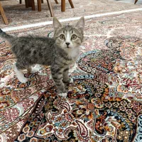 واگذاری رایگان گربه دو ماهه بازیگوش ولی مظلوم|گربه|ارومیه, |دیوار