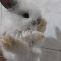 بچه خرگوش لوپ