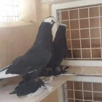 کبوتر
