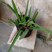 گلهای طبیعی