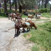 نری بخته