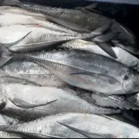 ماهی دریایی بسیار تازه وبا کیفیت