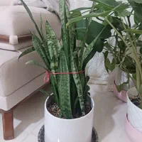 گل آپارتمانی|گل و گیاه طبیعی|پرند, فاز ۶|دیوار