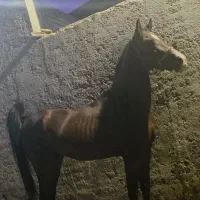 دوعدداسب نریون دره شور و کرد|اسب و تجهیزات اسب‌سواری|قم, جمکران|دیوار