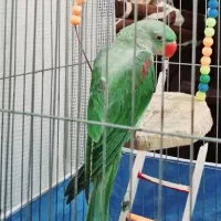 شاه طوطی ۵ ماهه|پرنده|محمدیه-قزوین, |دیوار