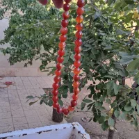 اشیای قدیمی|کلکسیون اشیاء عتیقه|زنجان, |دیوار