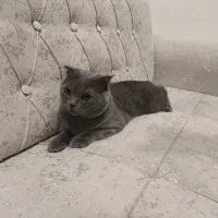 گربه نر ۸ ماهه اسکاتیش فولد|گربه|بابلسر, |دیوار