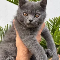 گربه بریتیش شورت هیر رنگش بلوعهه