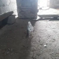 کبوتر پرشی ماده|پرنده|گمیشان, |دیوار