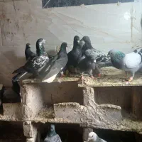 کفتر|پرنده|ششتمد, |دیوار