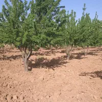 باغشهر روستای ابپرده