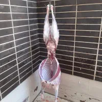 ذبح گوساله و گوسفند